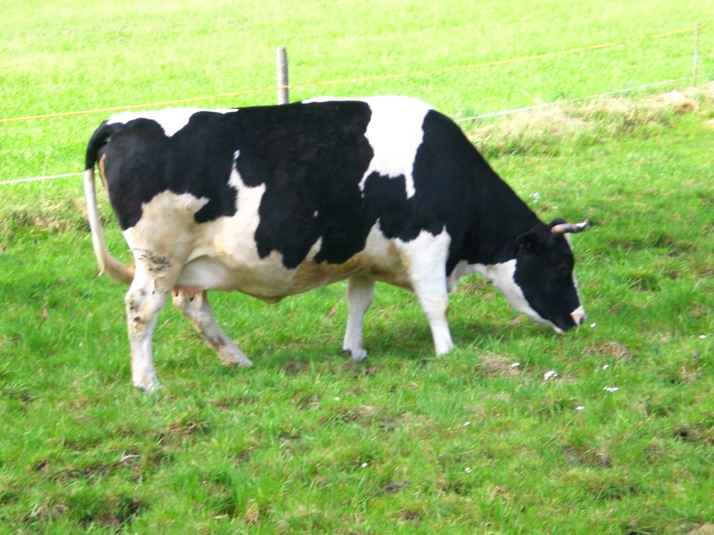 how-long-can-a-cow-give-milk-for-after-a-calf-and-can-a-cow-give-milk